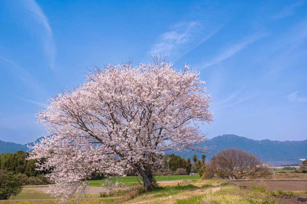 一本桜満開