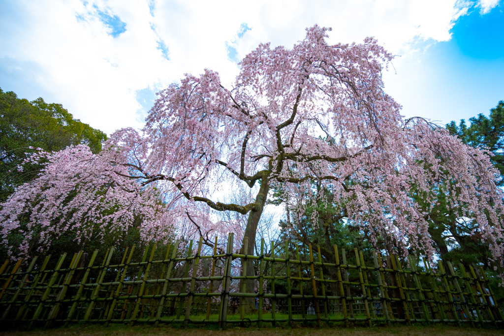 御枝垂れ桜