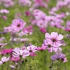 逆光秋桜