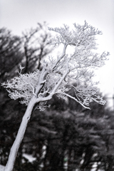 孤高の樹氷