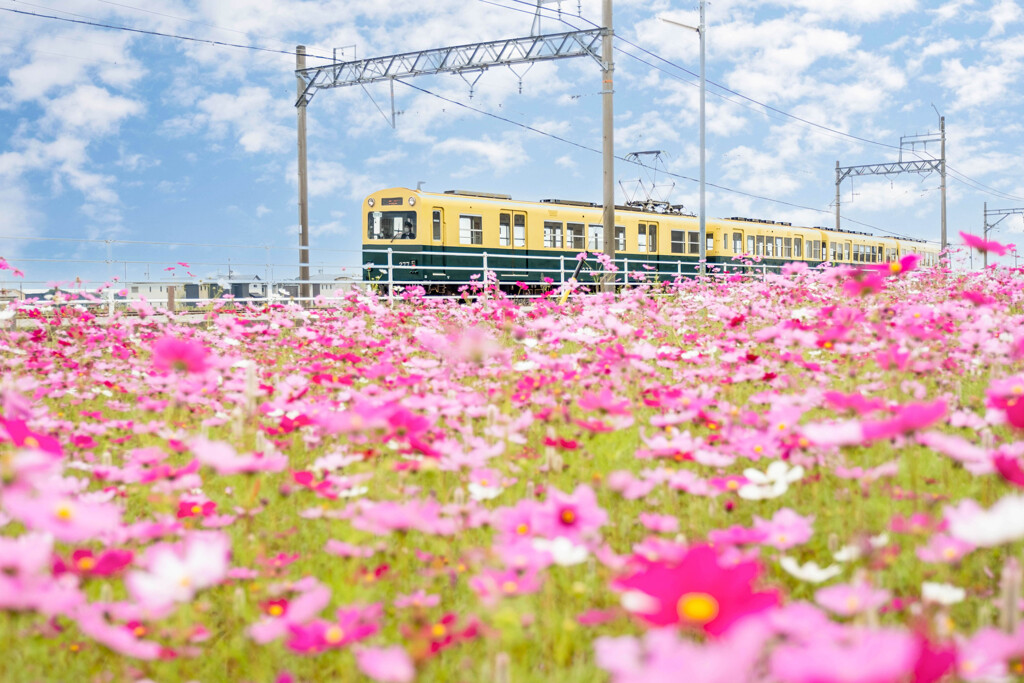 レトロな電車と花畑