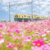 レトロな電車と花畑