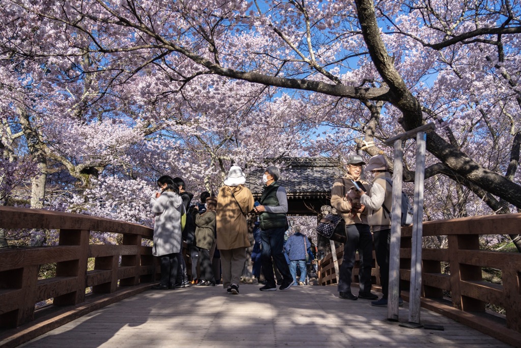 高遠城址公園桜満開