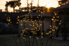 春の陽に照らされて