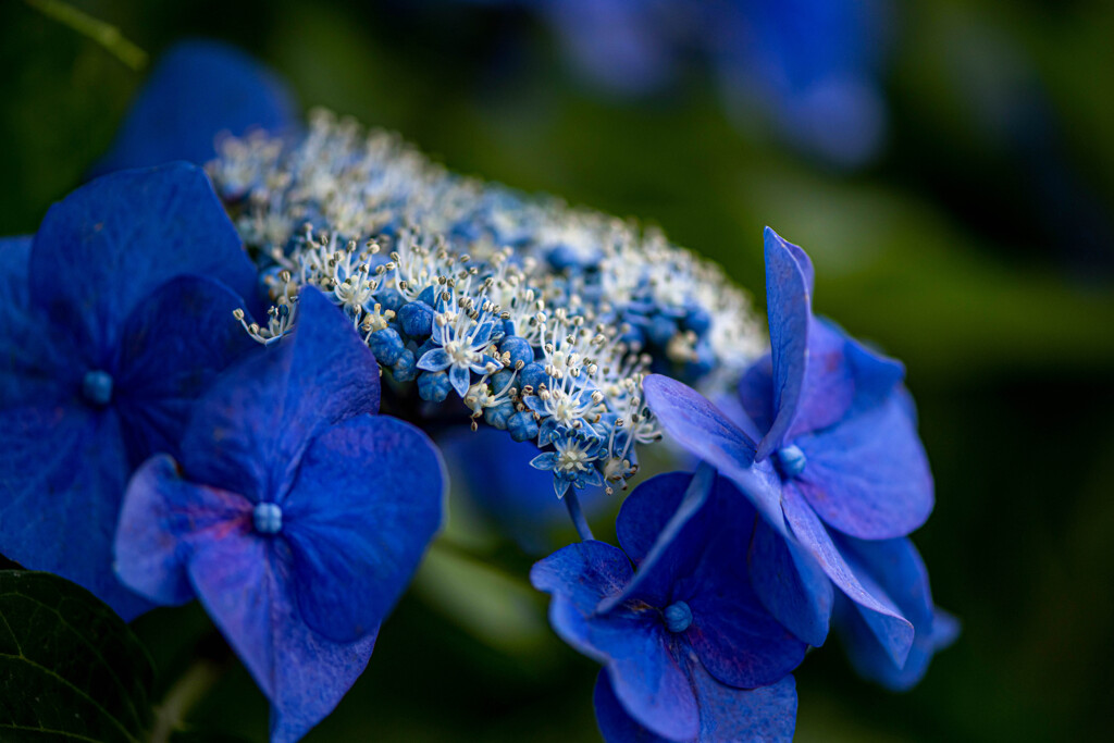 梅雨の花