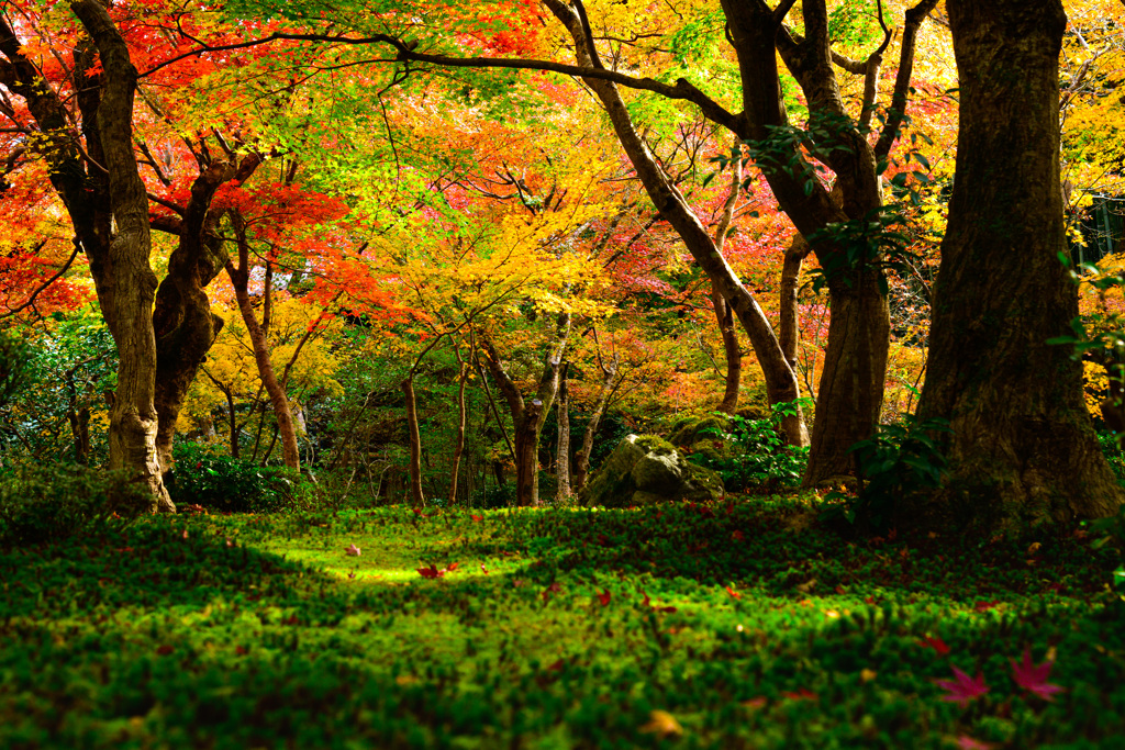 晩秋の庭（京都）