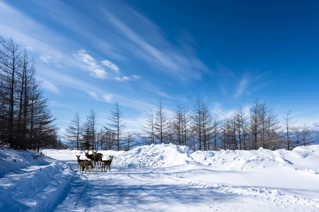 晴天の雪原