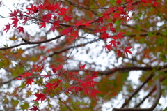 一枝（ひとえだ）