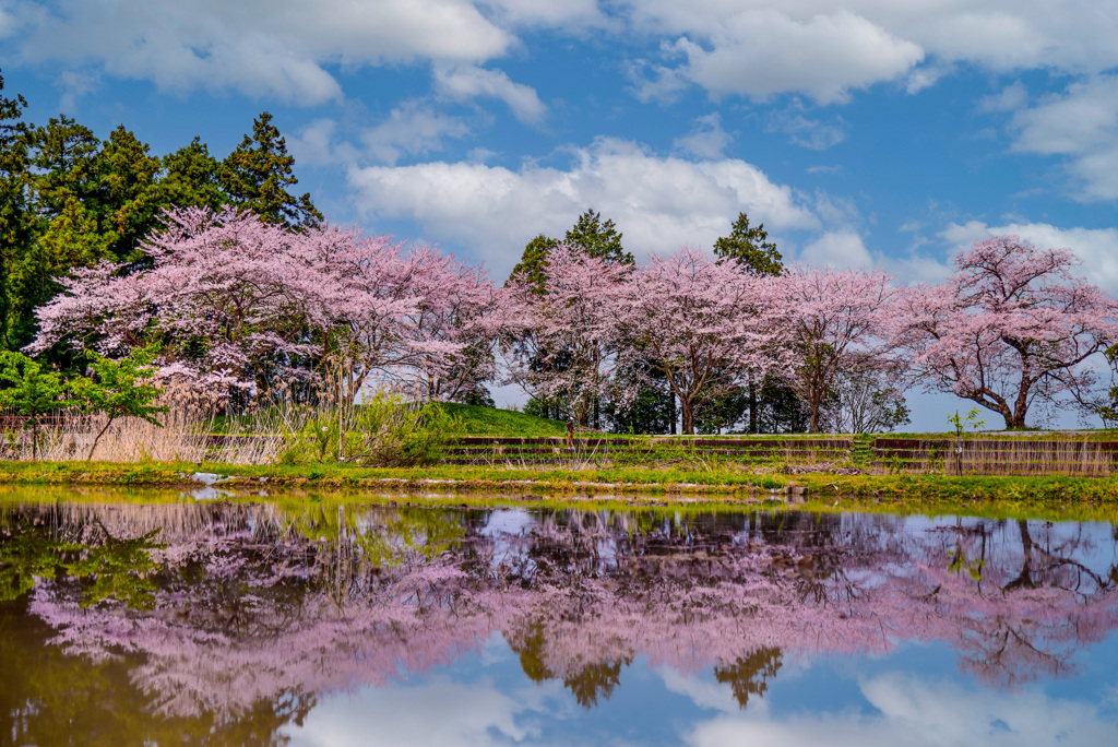 近江の池