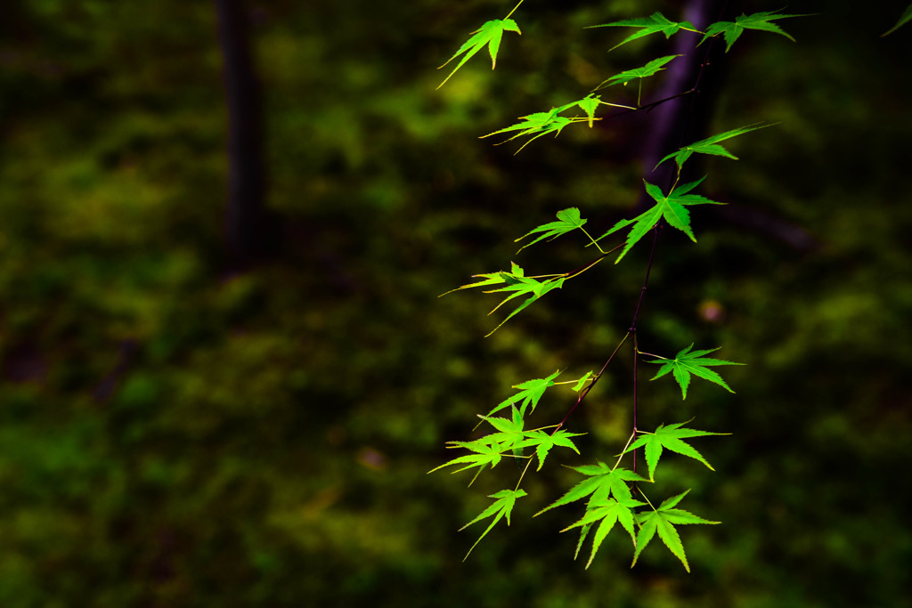 青紅葉　