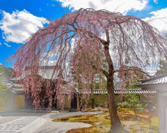 ねね様の枝垂れ桜