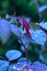 雨の中の蕾