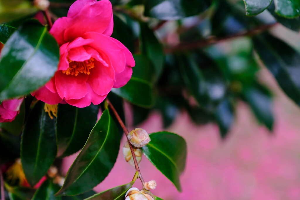 冬の花