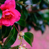 冬の花