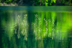 湖の新緑