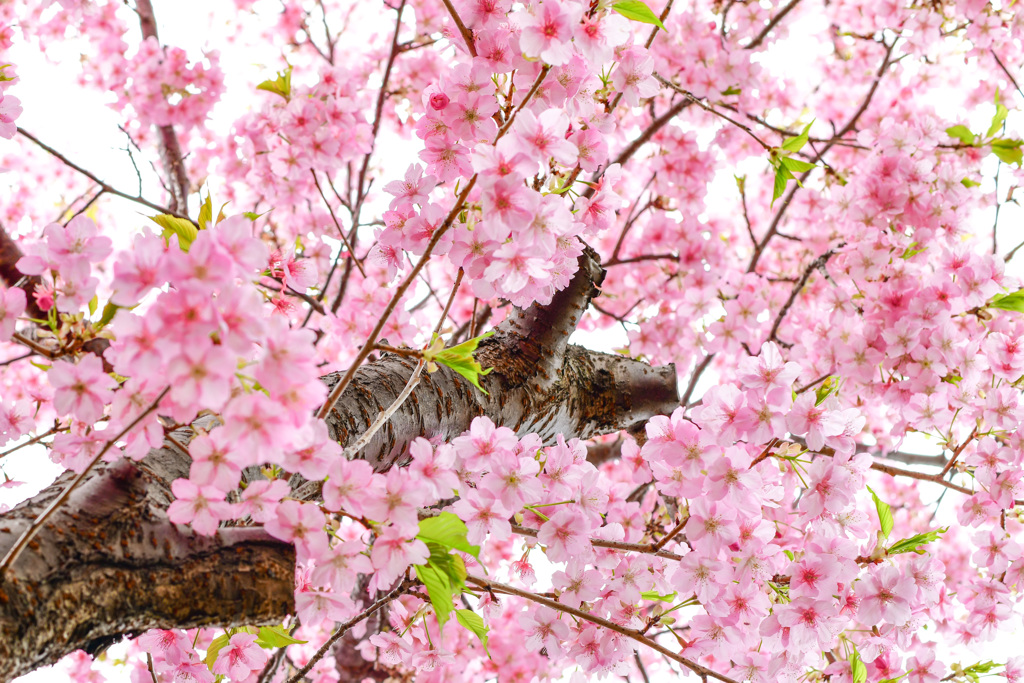 遅れ河津桜