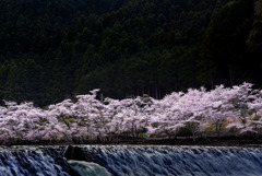 夕堤の桜