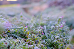 寒い朝の草花