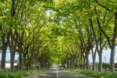どこにでもある新緑