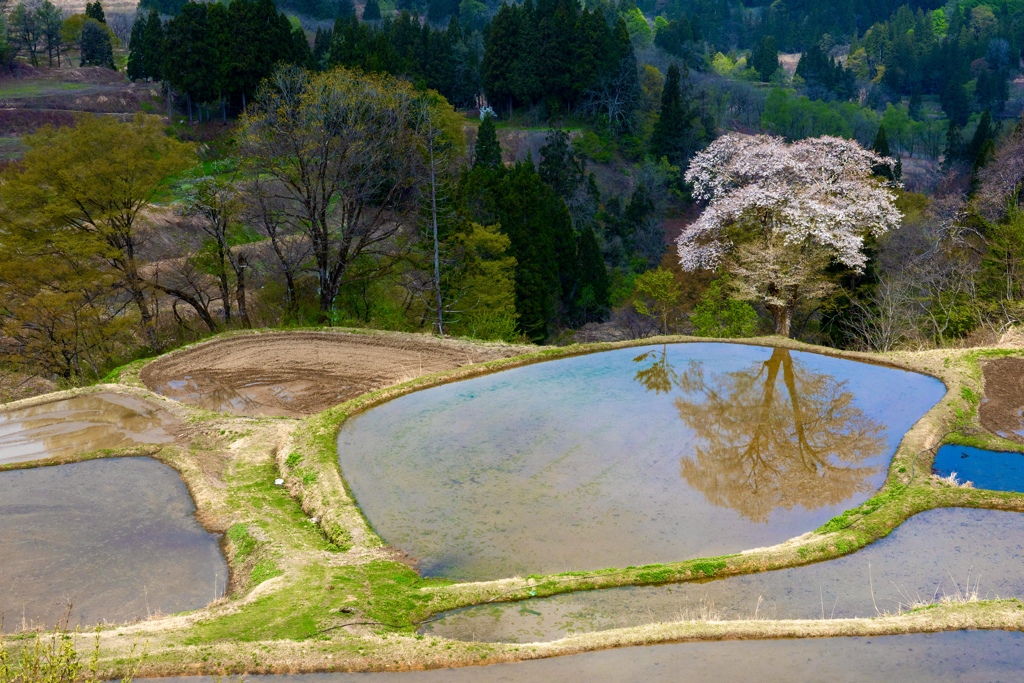 陽と共に開花