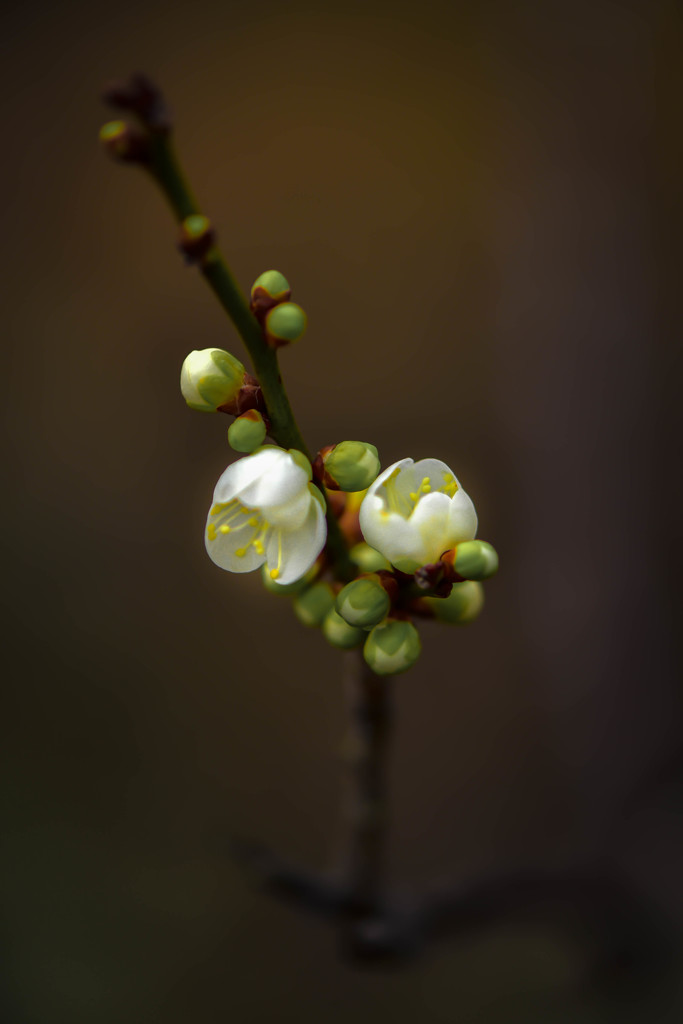 梅蕾
