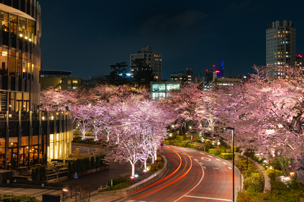 夜桜　六本木