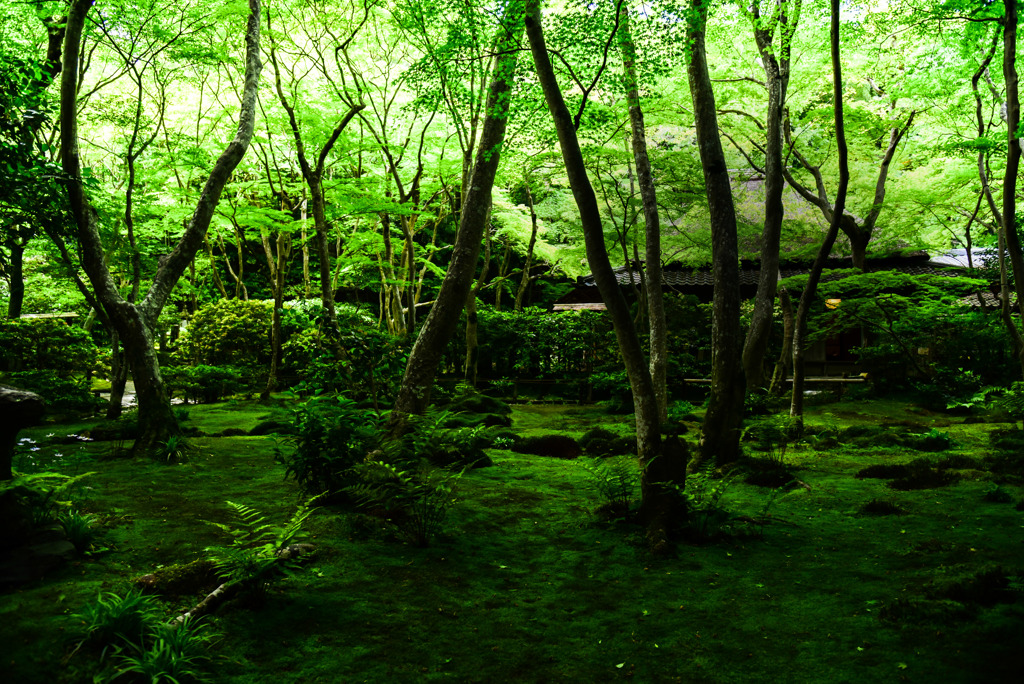 祇王寺の新緑