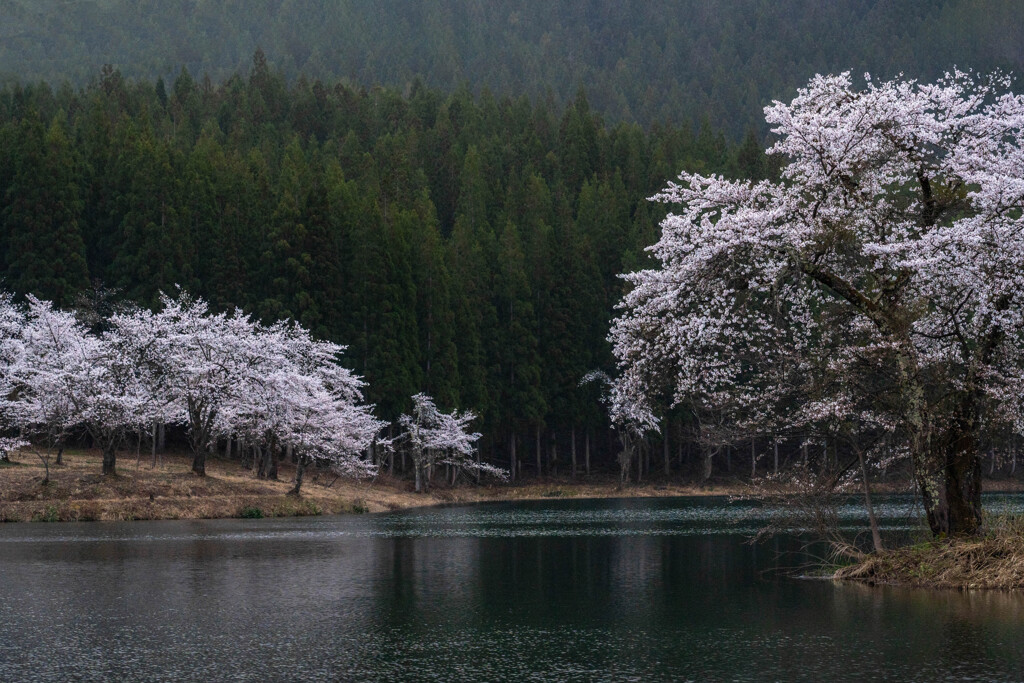 池の畔の桜