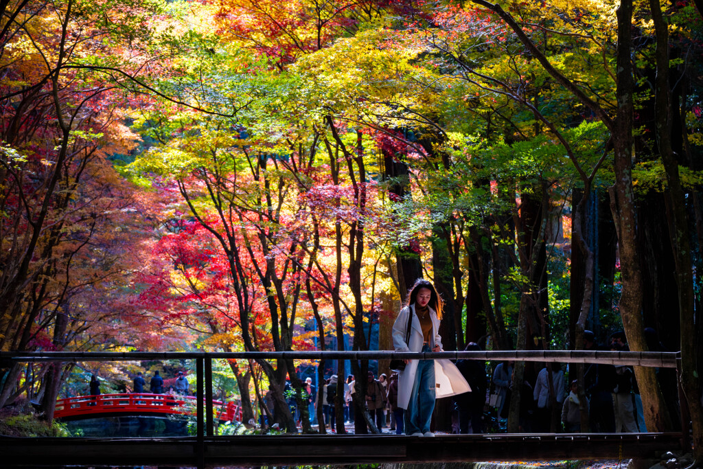 朝暘の中の紅葉