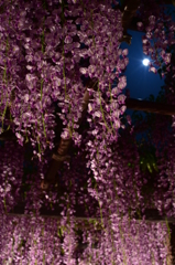 藤の寺