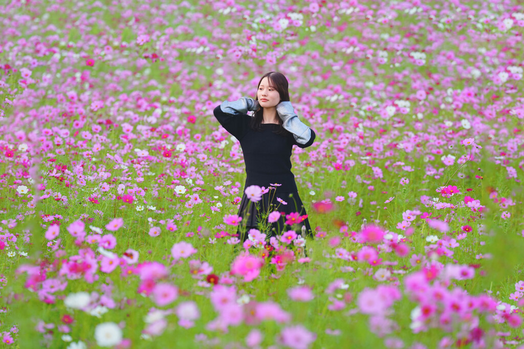 秋桜に包まれて