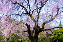 ゴルフ場の枝垂れ桜