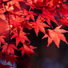 The　紅葉