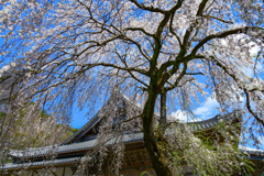 お寺と枝垂桜