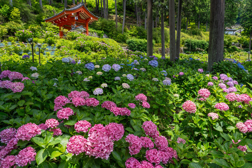 紫陽花　ひと時の情熱