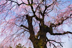 枝垂れ桜2022