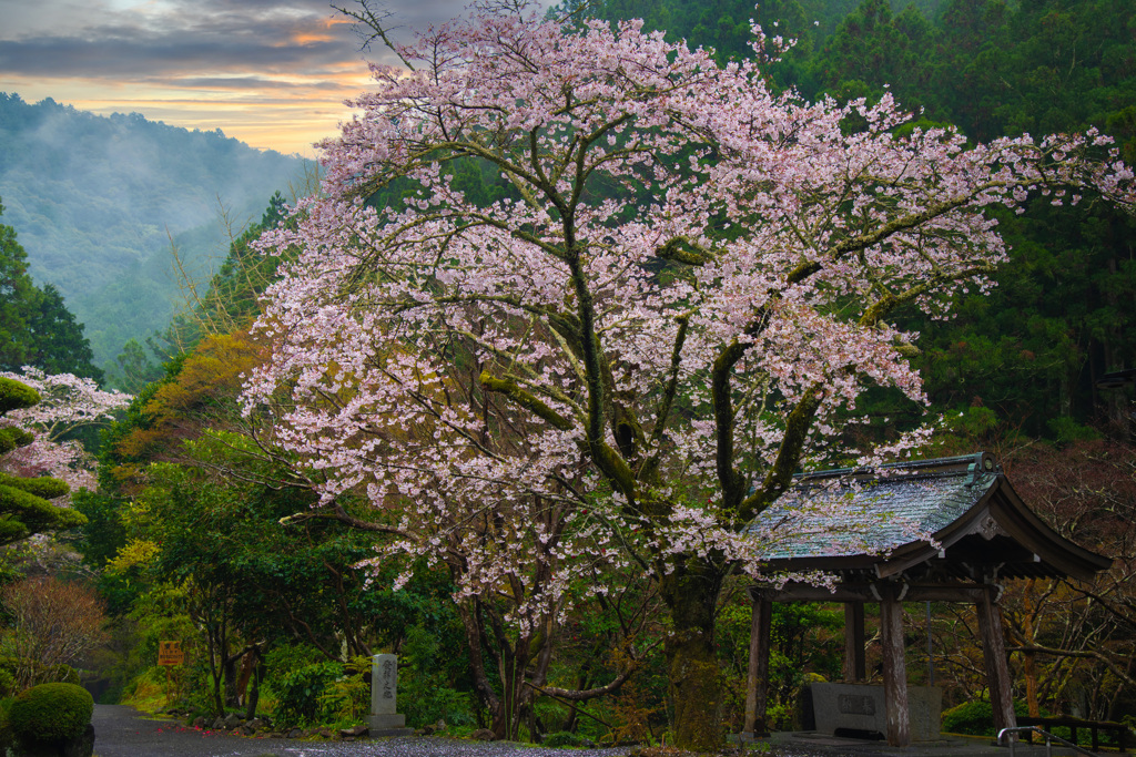 桜　雨上がり