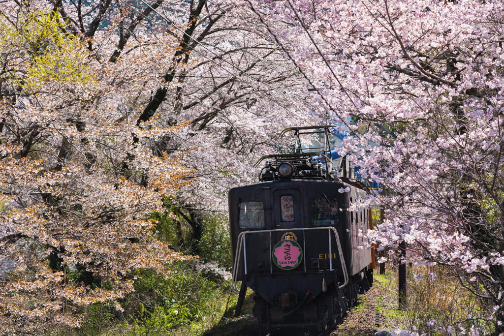 桜トンネルを抜けて