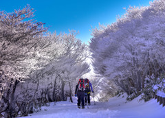 樹氷くぐり