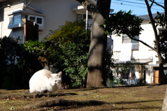Cat's nap