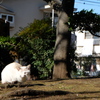 Cat's nap