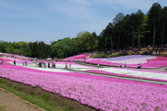 芝桜