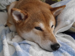 まったり