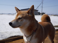 柴犬もも