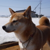 柴犬もも