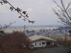 桜咲かない