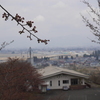 桜咲かない
