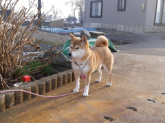 遠くを見つめる柴犬ももちゃん