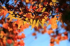 紅葉