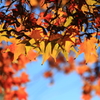 紅葉
